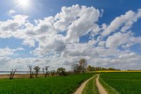 Viol, chemin de campagne le long de la côte près de Glutzow, île de Rügen