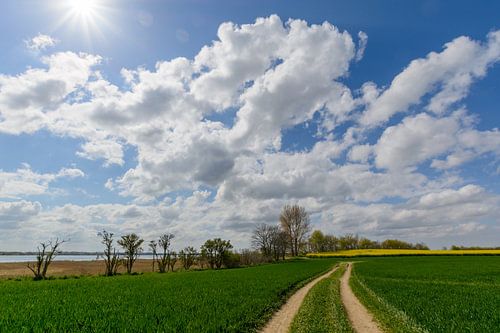 Rape, field path along the coast near Glutzow, island of Rügen