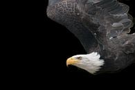 american eagle by t.a.m. postma thumbnail