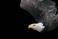 american eagle