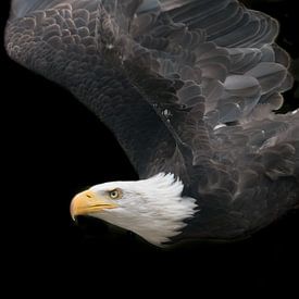 american eagle by t.a.m. postma