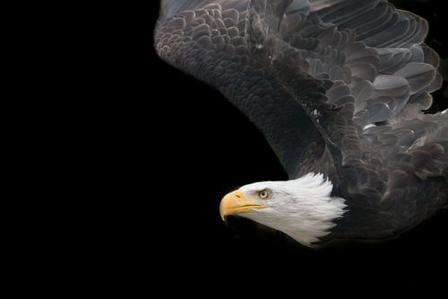 american eagle by t.a.m. postma