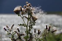 Distel met pluis
