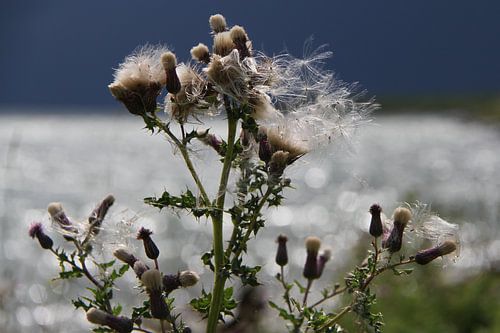Distel am Wasser