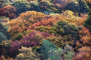 Boomtoppen in herfstkleuren