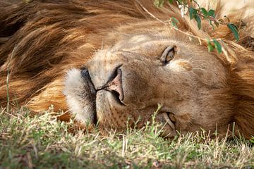 Un lion détendu sur Marcel Henderik