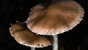 Schuilen onder het afdak