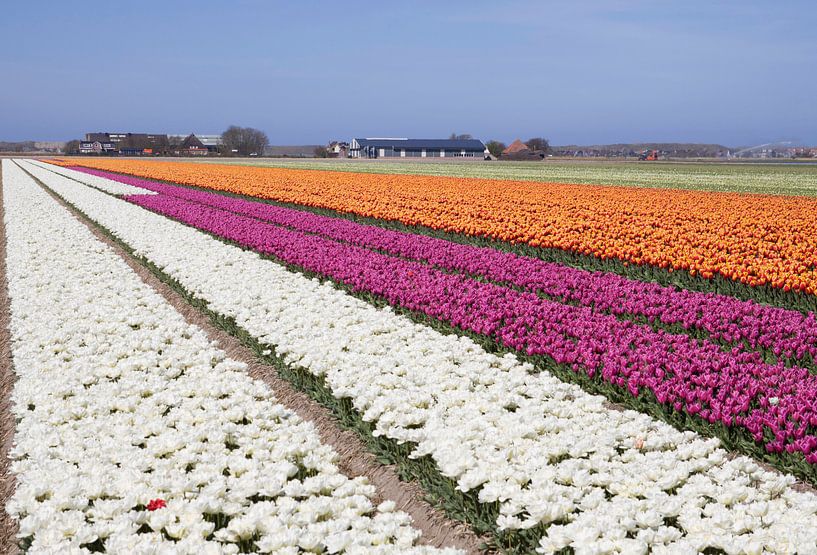 Tulipes en fleurs blanches, roses et oranges par Maurice de vries