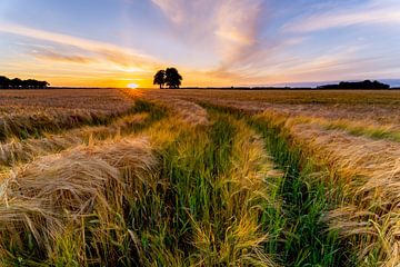 A wheat field in Drenthe by Jolien fotografeert