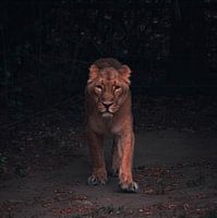 tigre