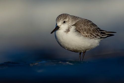 Sanderling