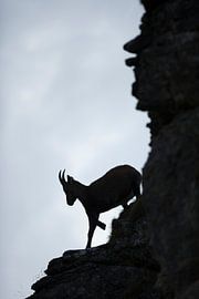 Alpine Ibex by wunderbare Erde