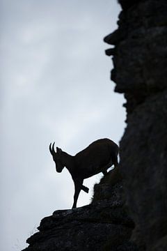 bergab... Alpensteinbock *Capra ibex* von wunderbare Erde
