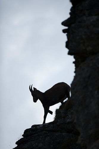 Alpine Ibex