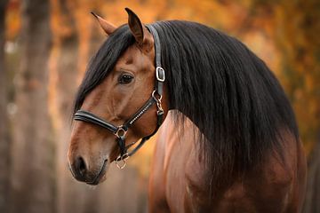 Portret van paard in de herfst van Laura Dijkslag