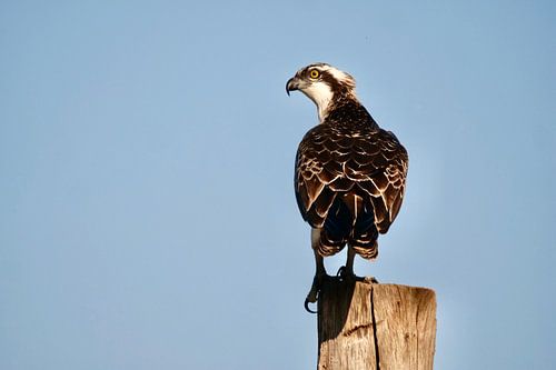 Fischadler auf einem Pfahl ruhend
