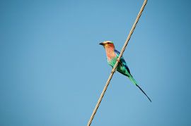 Coracias caudatus by Koen de Geus