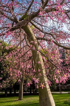 Floret silk tree in bloom by Dieter Walther