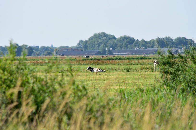 Een koe in een weiland van Gerard de Zwaan