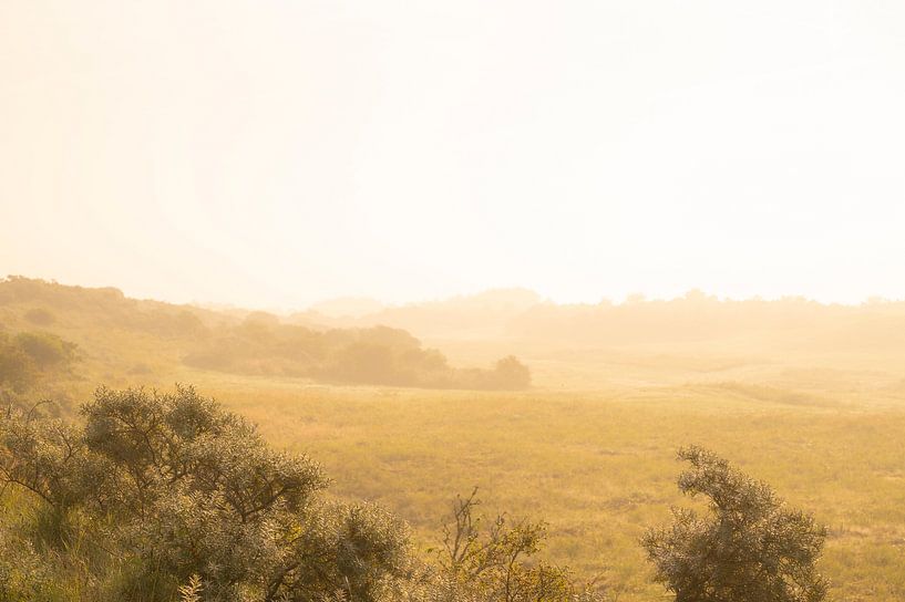 Foggy sunrise in the dunes of Goeree during summer by Sjoerd van der Wal Photography