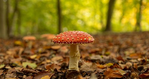 Vliegenzwam in een bos in de herfst