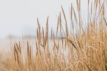 Duinen in het Westduinpark in Scheveningen van Anne Zwagers