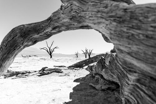 Doorkijkje van bomen in Dodevlei, Namibie | Natuurfotografie Landschap Zwart wit