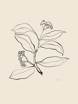 Botanische lijntekening