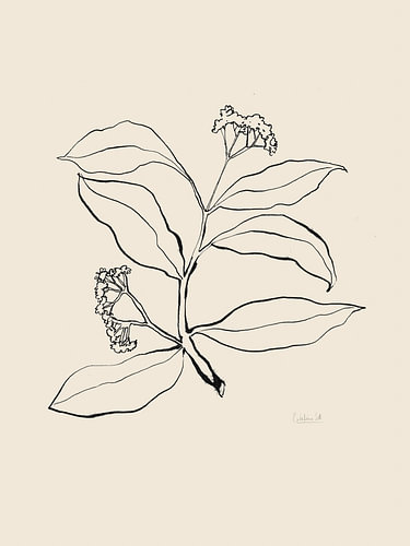 Botanische lijntekening
