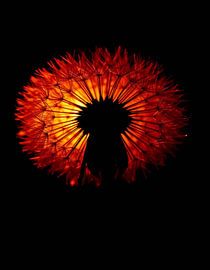 „Ember Dandelion VIII“ von Ember Bloom