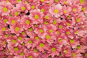 Chrysanthemum 'Grand Cherry' van Richard Wareham