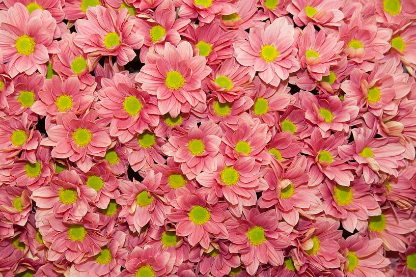 Chrysanthemum &#039;Grand Cherry&#039; by Richard Wareham
