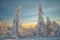 Besneeuwde bomen in Fins Lapland von Menno Schaefer Miniaturansicht