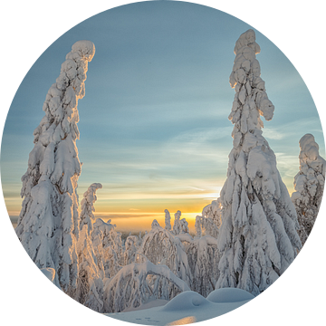 Besneeuwde bomen in Fins Lapland van Menno Schaefer