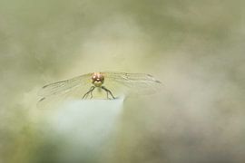 die Libelle von hanny bosveld