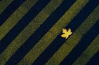 Herfst in aanbouw