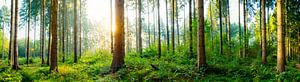Ein idyllischer Sonnenaufgang im Wald