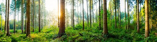 Un lever de soleil idyllique dans la forêt sur Günter Albers