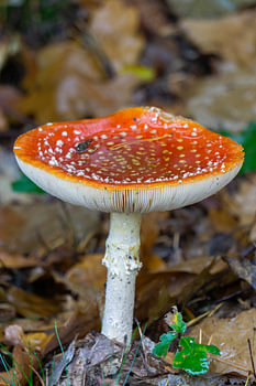 Fly agaric with trapped water.