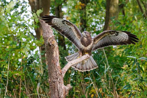 Buzzard (Buzzard Buzzard)