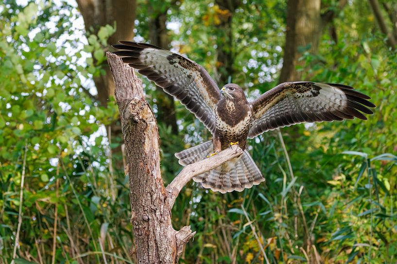 Buzzard (Buzzard Buzzard) by Marcel van de Vin
