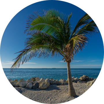Verenigde Staten, Florida, Prachtige palmboom met daarachter de perfect blauwe oceaan van adventure-photos