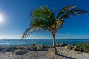 USA, Florida, Beautiful palm tree with perfect blue ocean behind by adventure-photos