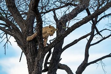 Luipaard welp in het wild in Namibië, Afrika van Patrick Groß