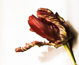Tulip by Erica Kuiper