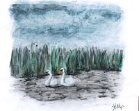 Cygnes dans le werribben