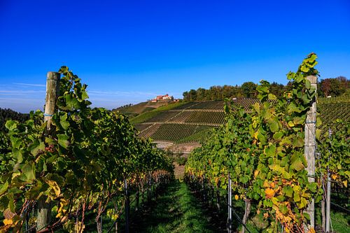 Viticulture dans le Pays de Bade - Durbach