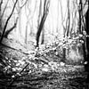 Feuilles pour arbres dansants dans le Speulderbos à Ermelo en noir et blanc sur Bart Ros