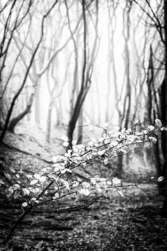 Feuilles pour arbres dansants dans le Speulderbos à Ermelo en noir et blanc
