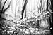 Blätter für tanzende Bäume im Speulderbos in Ermelo in schwarz und weiß von Bart Ros